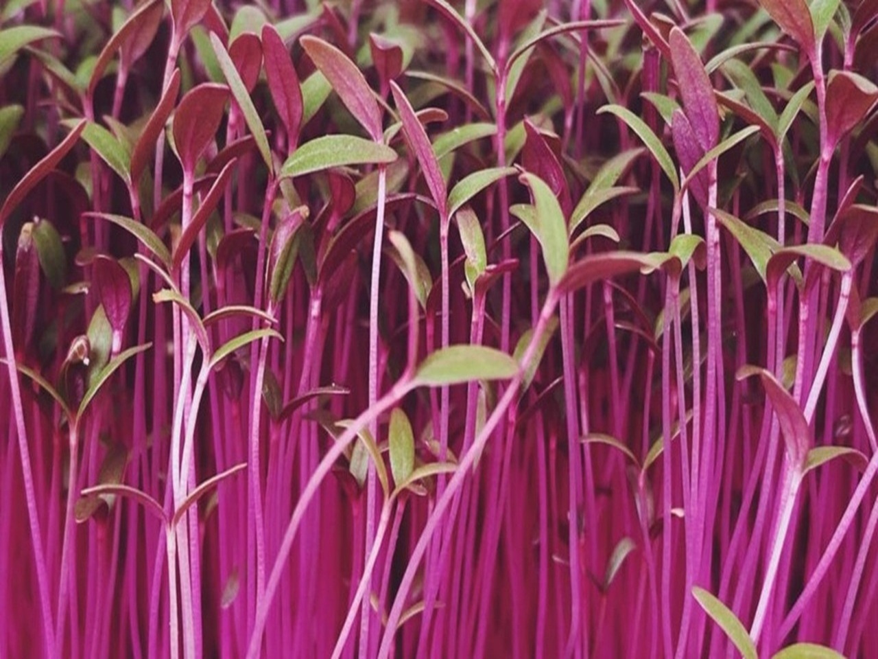 Amaranthus Red